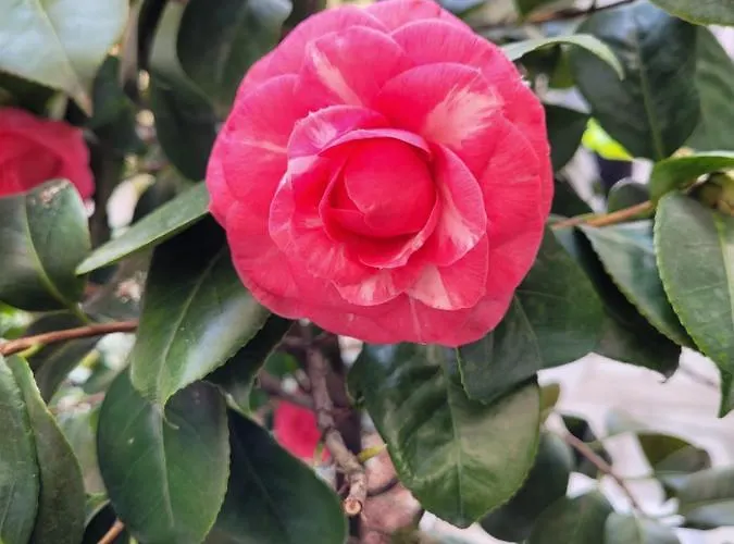 Ca' Letizia Будинок відпочинку