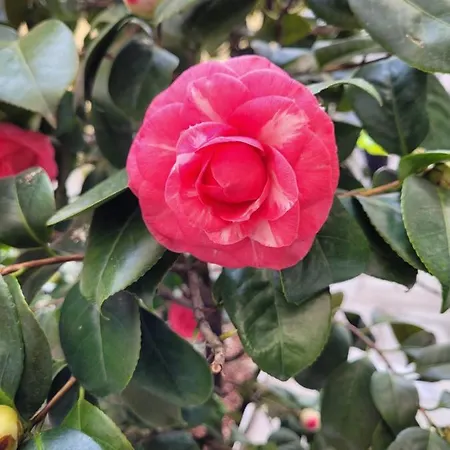 Ca' Letizia Hébergement de vacances